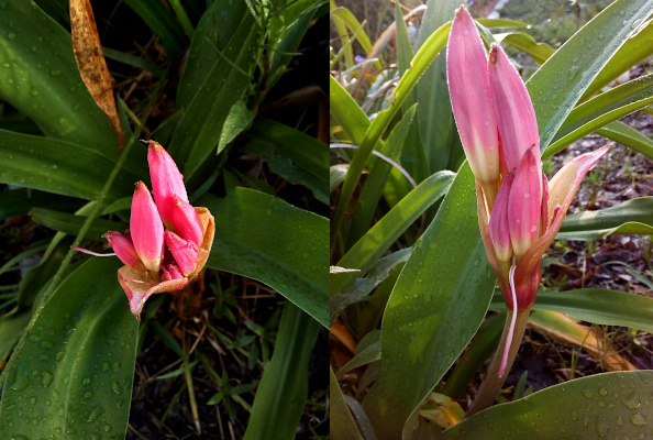 [Two photos spliced together. On the left the very pink closed blooms look like little buds. On the right is the side view so the entire length is visible and one can see the buds are relatively long. This plant has long relatively thin green leaves.]